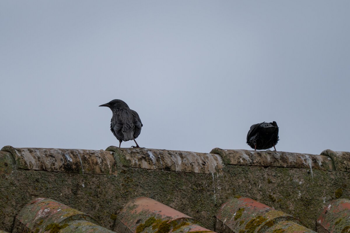 DPPhotography - Andalucia - Spotless starling - A.jpg - Spotless starling - Doñana National Park