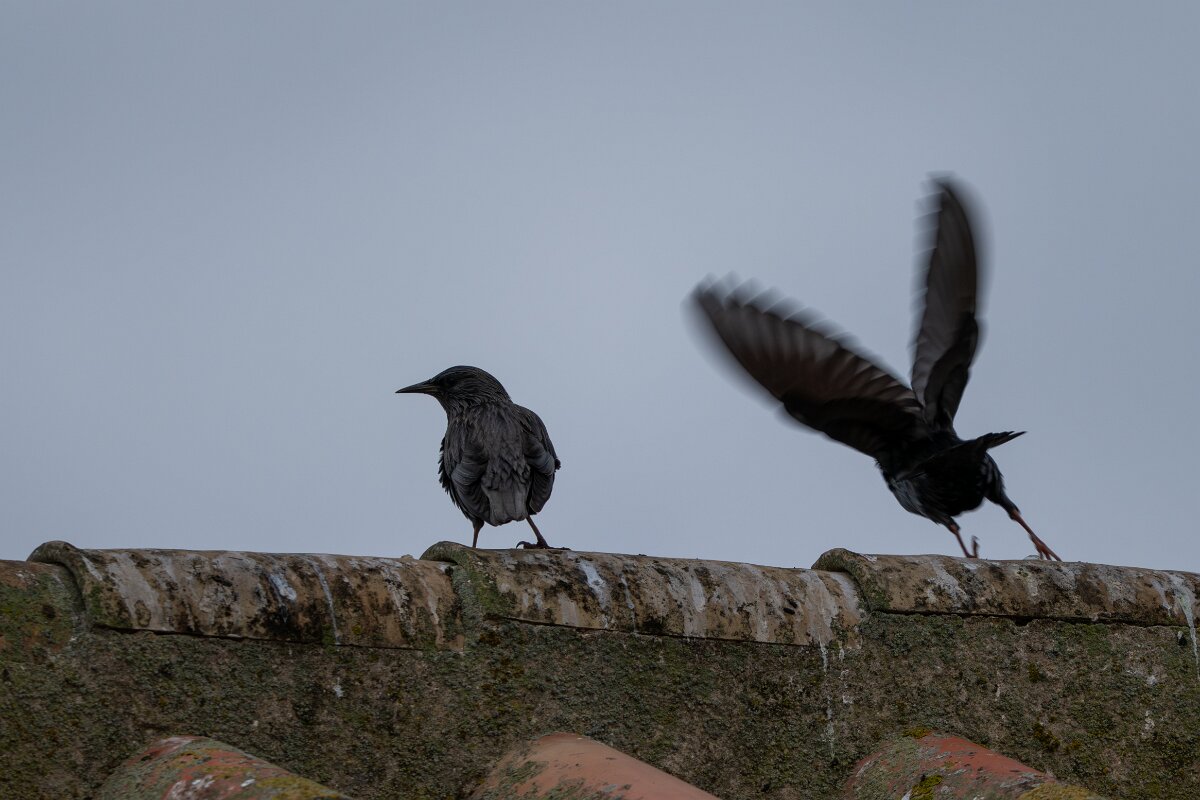 DPPhotography - Andalucia - Spotless starling - B.jpg - Spotless starling - Doñana National Park
