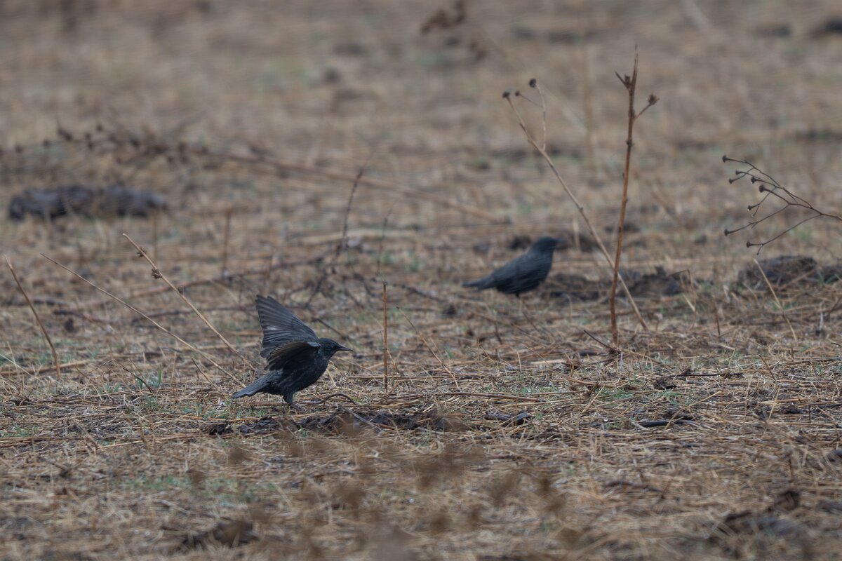 DPPhotography - Andalucia - Spotless starling - F.jpg - Spotless starling - Doñana National Park