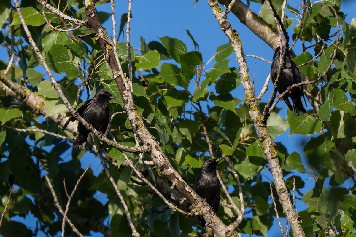 DPPhotography - Andalucia - Spotless starling - J.jpg - Spotless starling - Doñana National Park