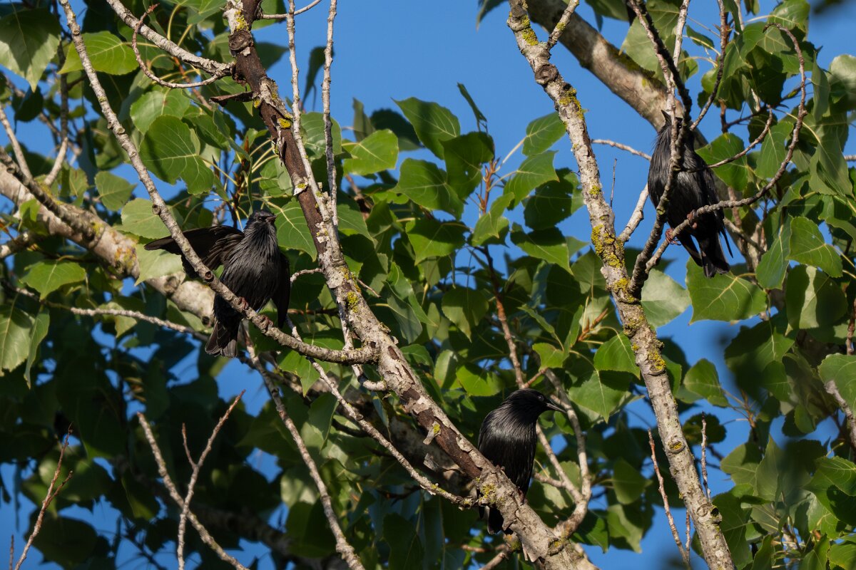 DPPhotography - Andalucia - Spotless starling - K.jpg - Spotless starling - Doñana National Park