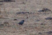 DPPhotography - Andalucia - Spotless starling - E