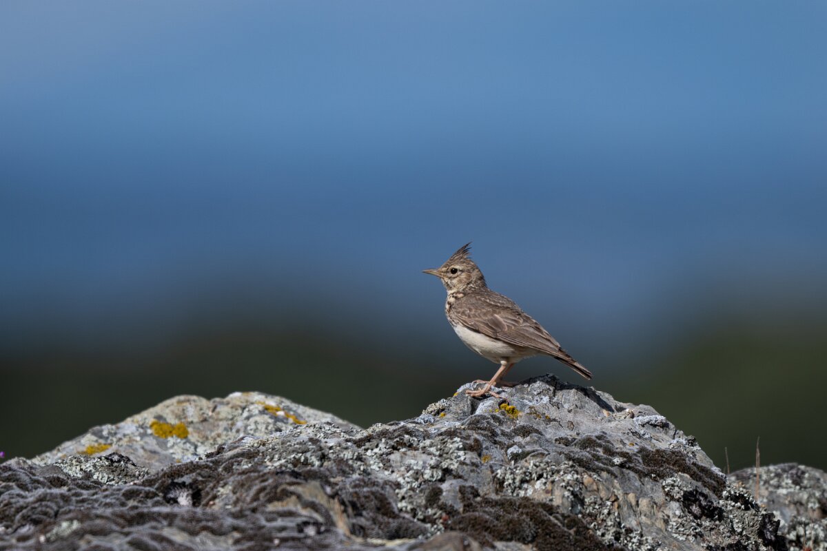 DPPhotography - Extremadura - Thekla lark - A.jpg - Thekla lark - Hinojal, Extremadura
