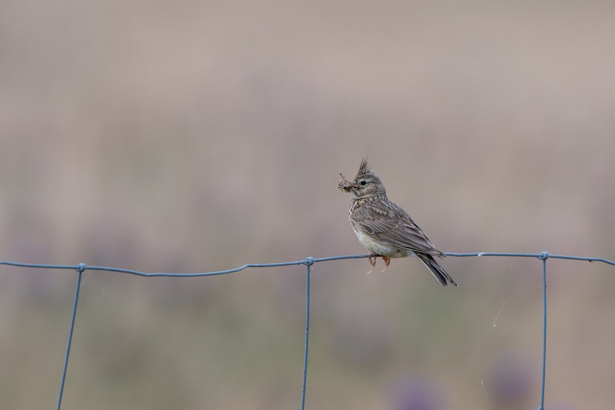 DPPhotography - Extremadura - Thekla lark - C.jpg - Thekla lark - Valdedalor, Extremadura
