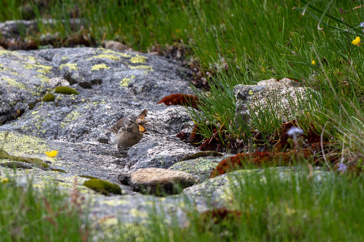 DPPhotography - Extremadura - Water pipit - A.jpg - Water pipit - Plataforma de Gredos, Castilla y León