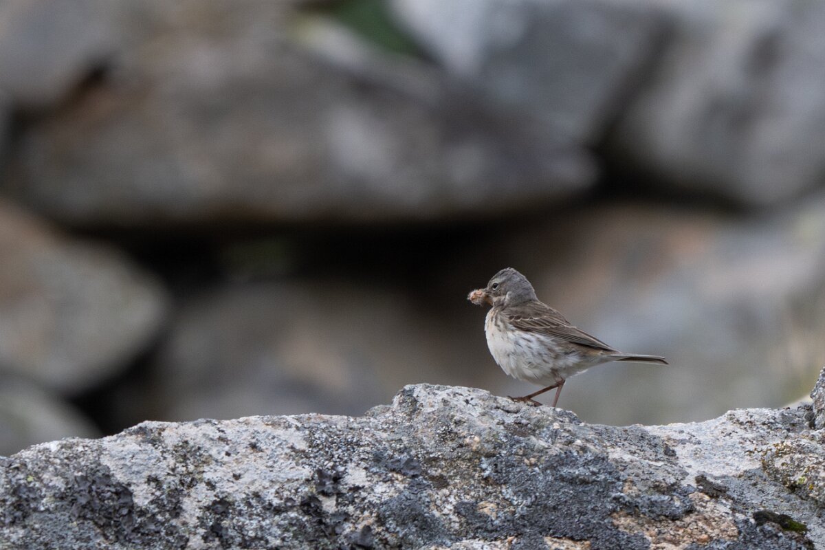 DPPhotography - Extremadura - Water pipit - B.jpg - Water pipit - Plataforma de Gredos, Castilla y León