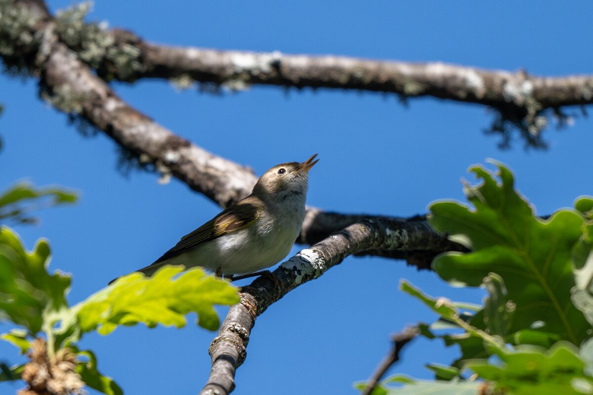 DPPhotography - Extremadura - Western Bonelli's warbler - B.jpg - Western Bonelli's warbler - Castañar Gallego de Hervas, Extremadura