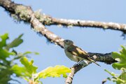 DPPhotography - Extremadura - Western Bonelli's warbler - A