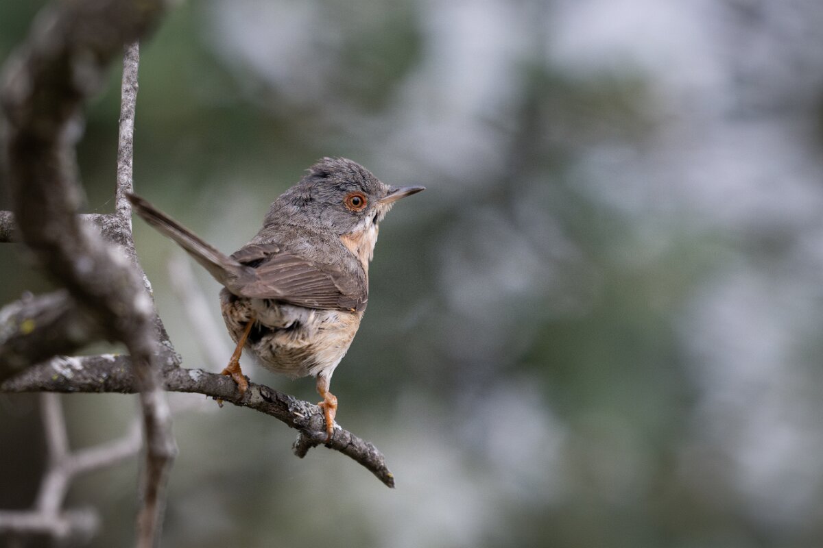 DPPhotography - Extremadura - Western subalpine warbler - A.jpg - Western subalpine warbler - Puentes de Don Francisco, Embalse de José María de Oriol