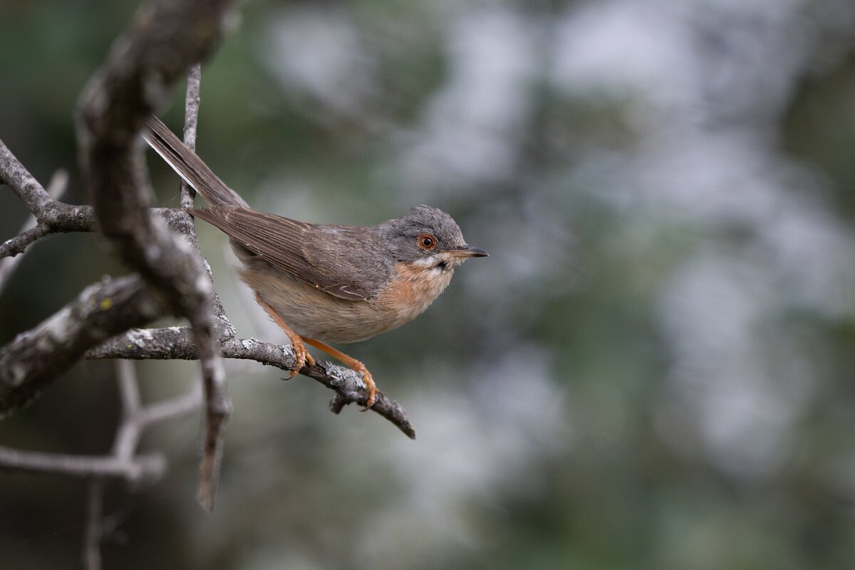 DPPhotography - Extremadura - Western subalpine warbler - B.jpg - Western subalpine warbler - Puentes de Don Francisco, Embalse de José María de Oriol