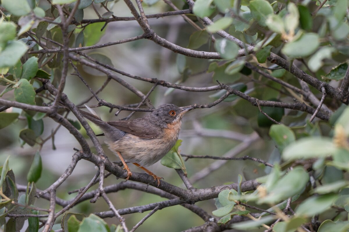 DPPhotography - Extremadura - Western subalpine warbler - E.jpg - Western subalpine warbler - Puentes de Don Francisco, Embalse de José María de Oriol