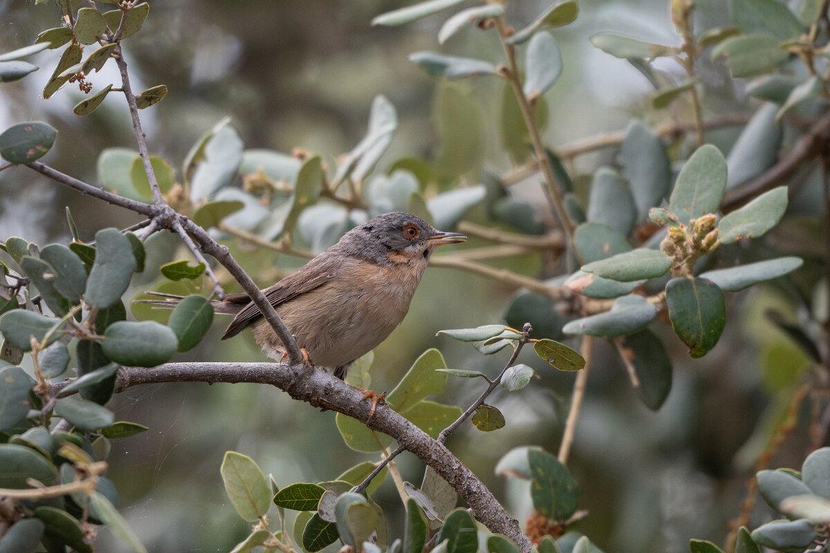 DPPhotography - Extremadura - Western subalpine warbler - F.jpg - Western subalpine warbler - Puentes de Don Francisco, Embalse de José María de Oriol