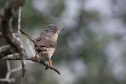 DPPhotography - Extremadura - Western subalpine warbler - A