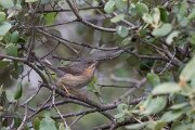 DPPhotography - Extremadura - Western subalpine warbler - D