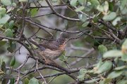 DPPhotography - Extremadura - Western subalpine warbler - E