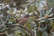 DPPhotography - Extremadura - Western subalpine warbler - G