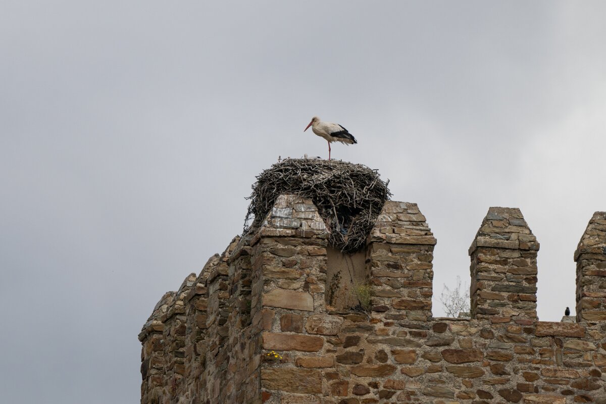 DPPhotography - Extremadura - White stork - A.jpg - White stork - Monroy, Extremadura