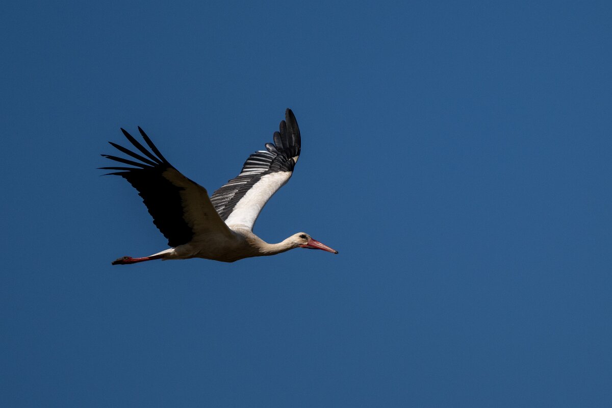 DPPhotography - Extremadura - White stork - E.jpg - White stork - Trujillo Plains, Extremadura