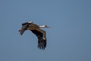 DPPhotography - Extremadura - White stork - D