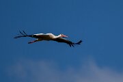 DPPhotography - Extremadura - White stork - F