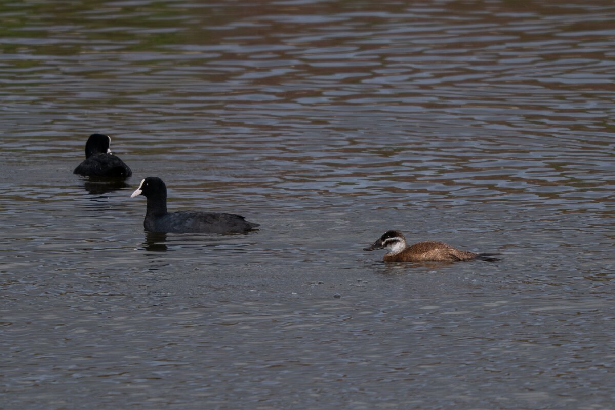 DPPhotography - Andalucia - White-headed duck - D.jpg - White-headed duck - Doñana National Park