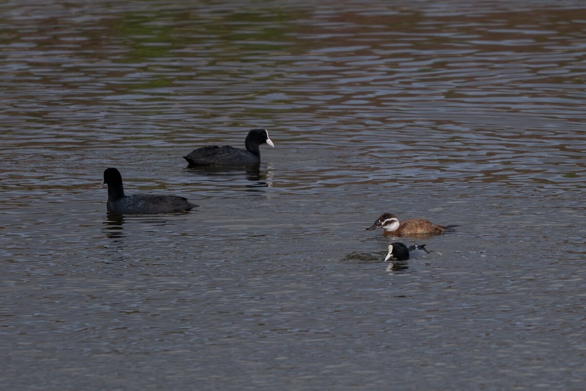 DPPhotography - Andalucia - White-headed duck - E.jpg - White-headed duck - Doñana National Park
