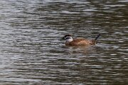 DPPhotography - Andalucia - White-headed duck - A