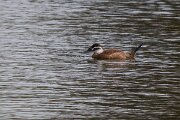 DPPhotography - Andalucia - White-headed duck - B
