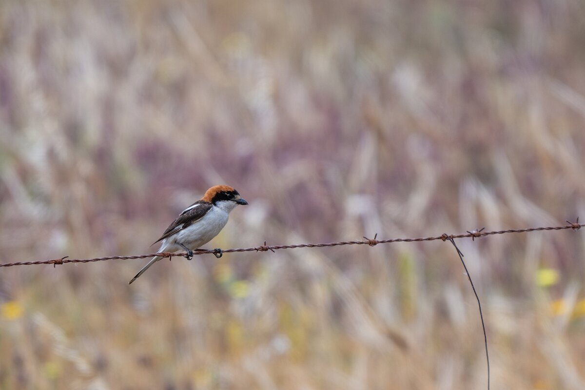 DPPhotography - Extremadura - Woodchat shrike - B.jpg - Woodchat shrike - Puentes de Don Francisco, Embalse de José María de Oriol