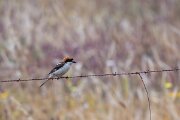 DPPhotography - Extremadura - Woodchat shrike - B