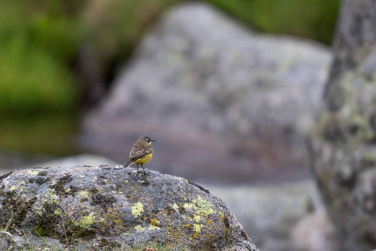 DPPhotography - Extremadura - Yellow wagtail - C.jpg - Yellow wagtail - Plataforma de Gredos, Castilla y León