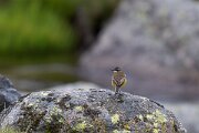 DPPhotography - Extremadura - Yellow wagtail - B