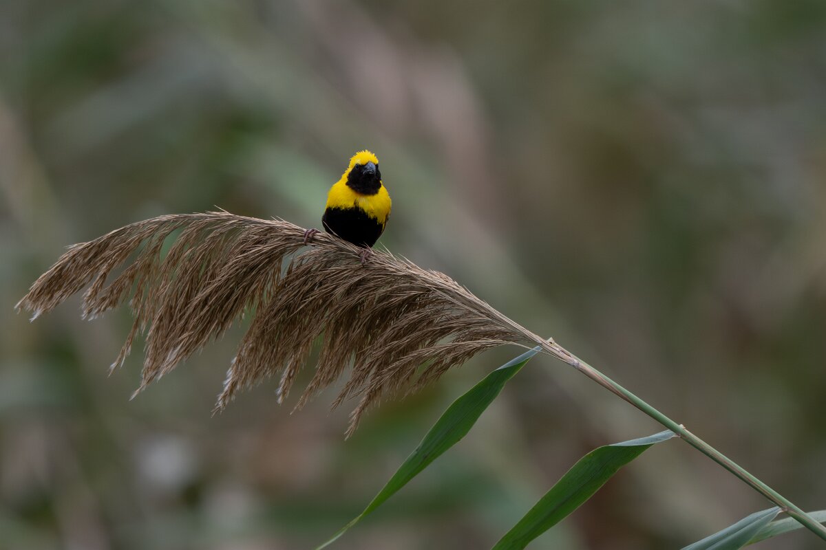 DPPhotography - Andalucia - Yellow-crowned bishop - D.jpg - Yellow-crowned bishop, male - Doñana National Park