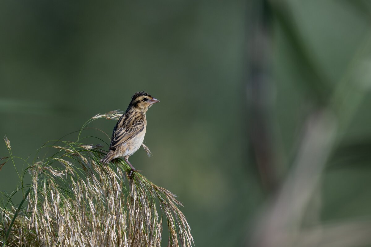 DPPhotography - Andalucia - Yellow-crowned bishop - F.jpg - Yellow-crowned bishop, female - Doñana National Park