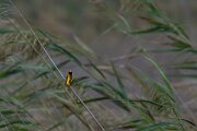 DPPhotography - Andalucia - Yellow-crowned bishop - A