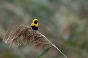 DPPhotography - Andalucia - Yellow-crowned bishop - C