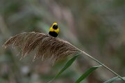 DPPhotography - Andalucia - Yellow-crowned bishop - D