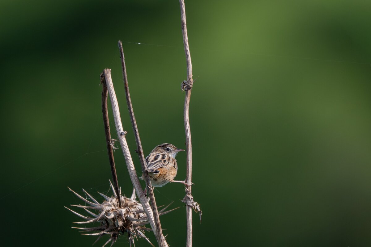 DPPhotography - Andalucia - Zitting cisticola - A.jpg - Zitting cisticola - Doñana National Park