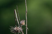 DPPhotography - Andalucia - Zitting cisticola - A