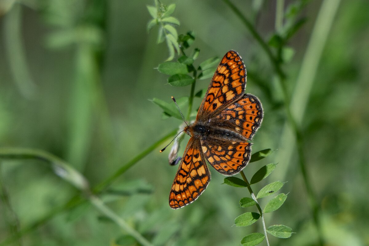 DPPhotography - Extremadura - Marsh fritillary - A.jpg - Marsh fritillary, Euphydryas aurinia - Castañar Gallego de Hervas, Extremadura