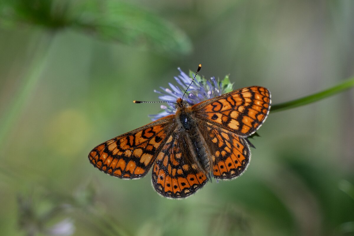 DPPhotography - Extremadura - Marsh fritillary - D.jpg - Marsh fritillary, Euphydryas aurinia - Castañar Gallego de Hervas, Extremadura