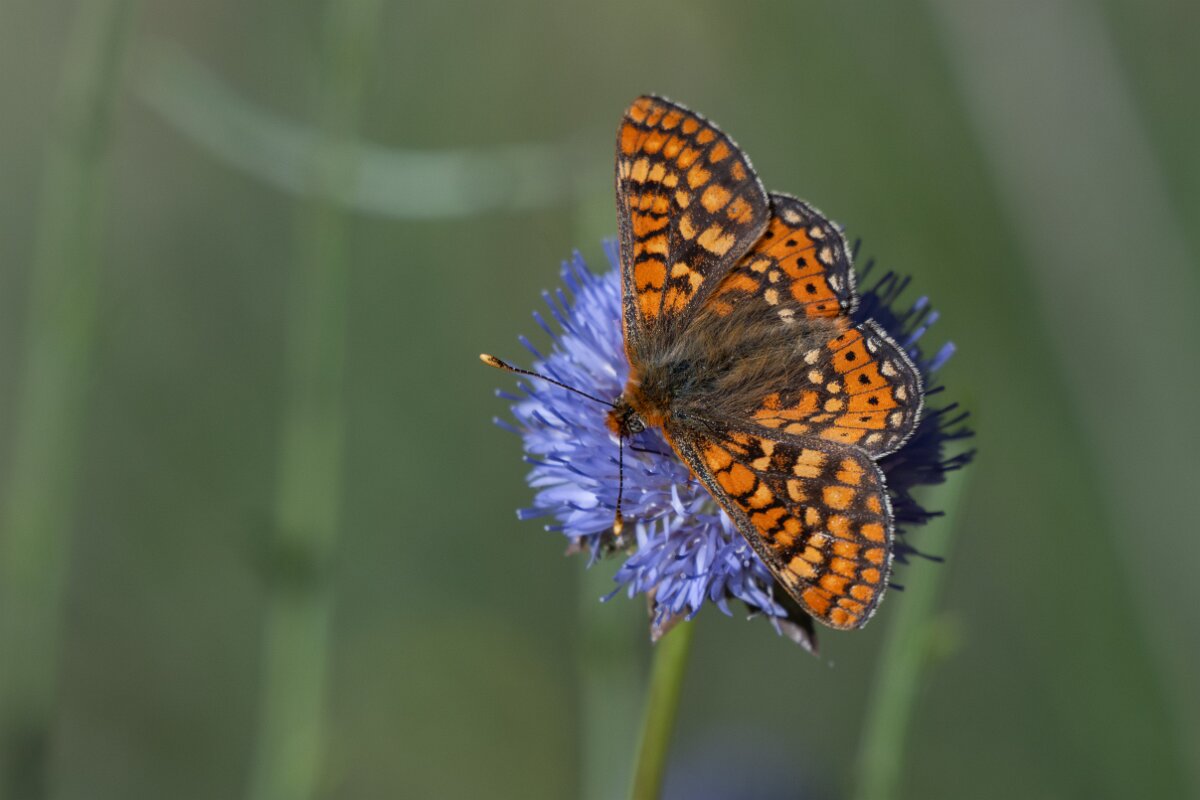 DPPhotography - Extremadura - Marsh fritillary - K.jpg - Marsh fritillary, Euphydryas aurinia - Castañar Gallego de Hervas, Extremadura