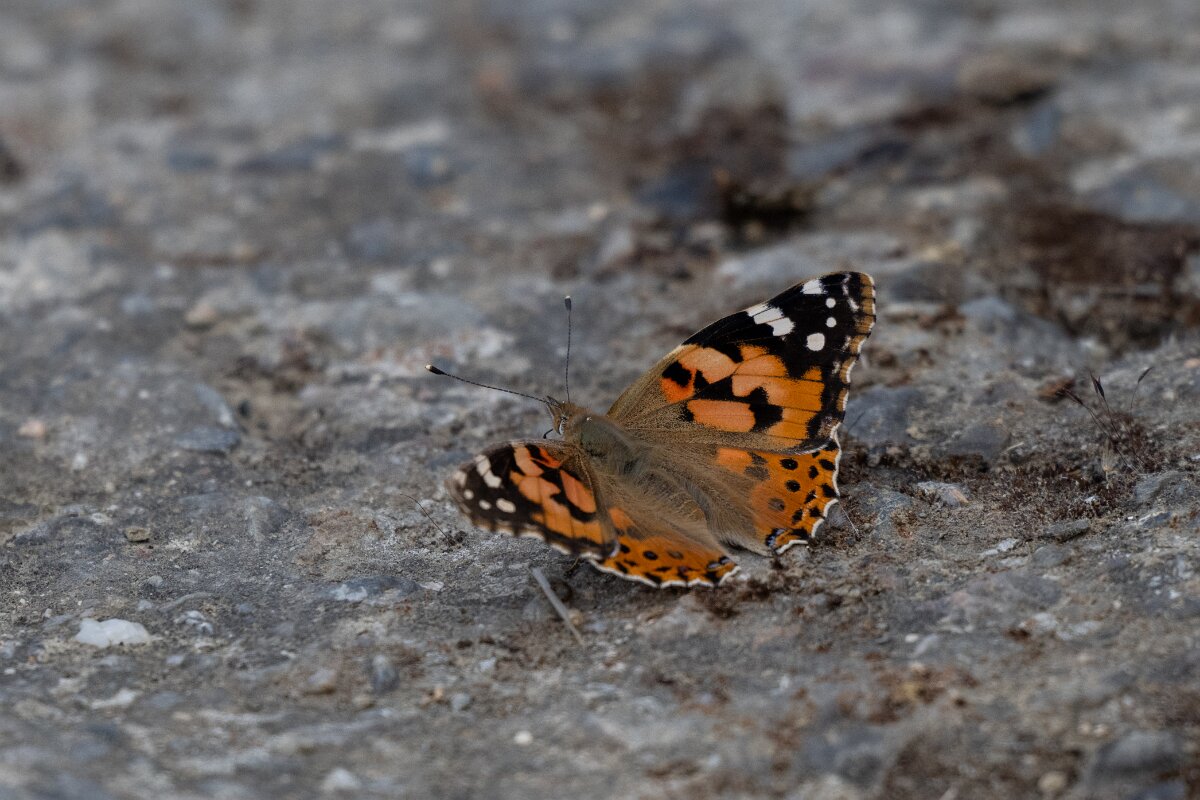DPPhotography - Extremadura - Painted lady - A.jpg - Painted lady, Vanessa cardui - Puentes de Don Francisco, Embalse de José María de Oriol