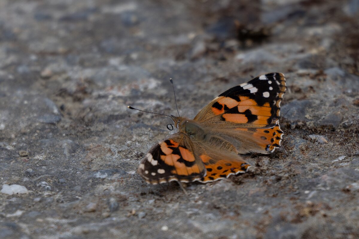 DPPhotography - Extremadura - Painted lady - B.jpg - Painted lady, Vanessa cardui - Puentes de Don Francisco, Embalse de José María de Oriol