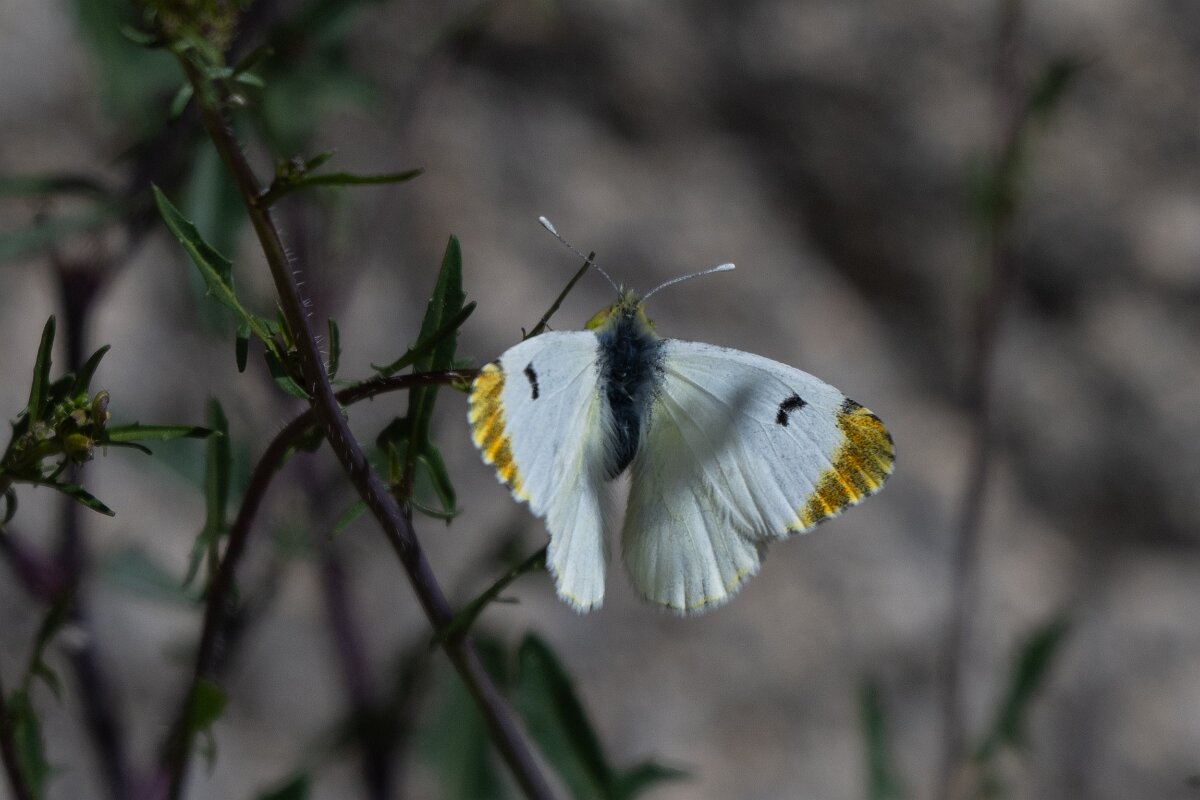 DPPhotography - Extremadura - Provence orange tip - A.jpg - Provence orange tip, Anthocharis euphenoides - Rio Tormes, Castilla y León