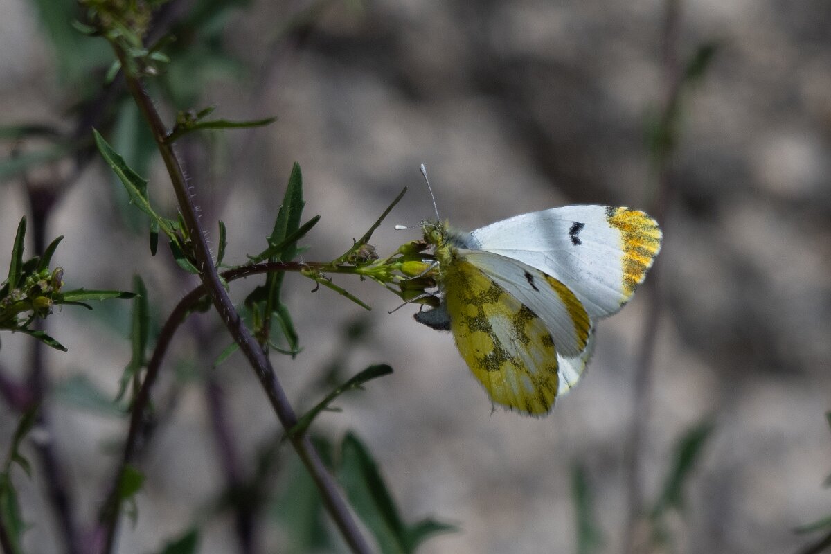 DPPhotography - Extremadura - Provence orange tip - B.jpg - Provence orange tip, Anthocharis euphenoides - Rio Tormes, Castilla y León