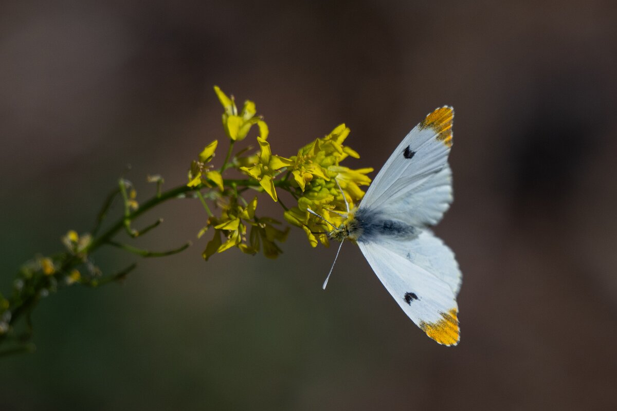 DPPhotography - Extremadura - Provence orange tip - E.jpg - Provence orange tip, Anthocharis euphenoides - Rio Tormes, Castilla y León