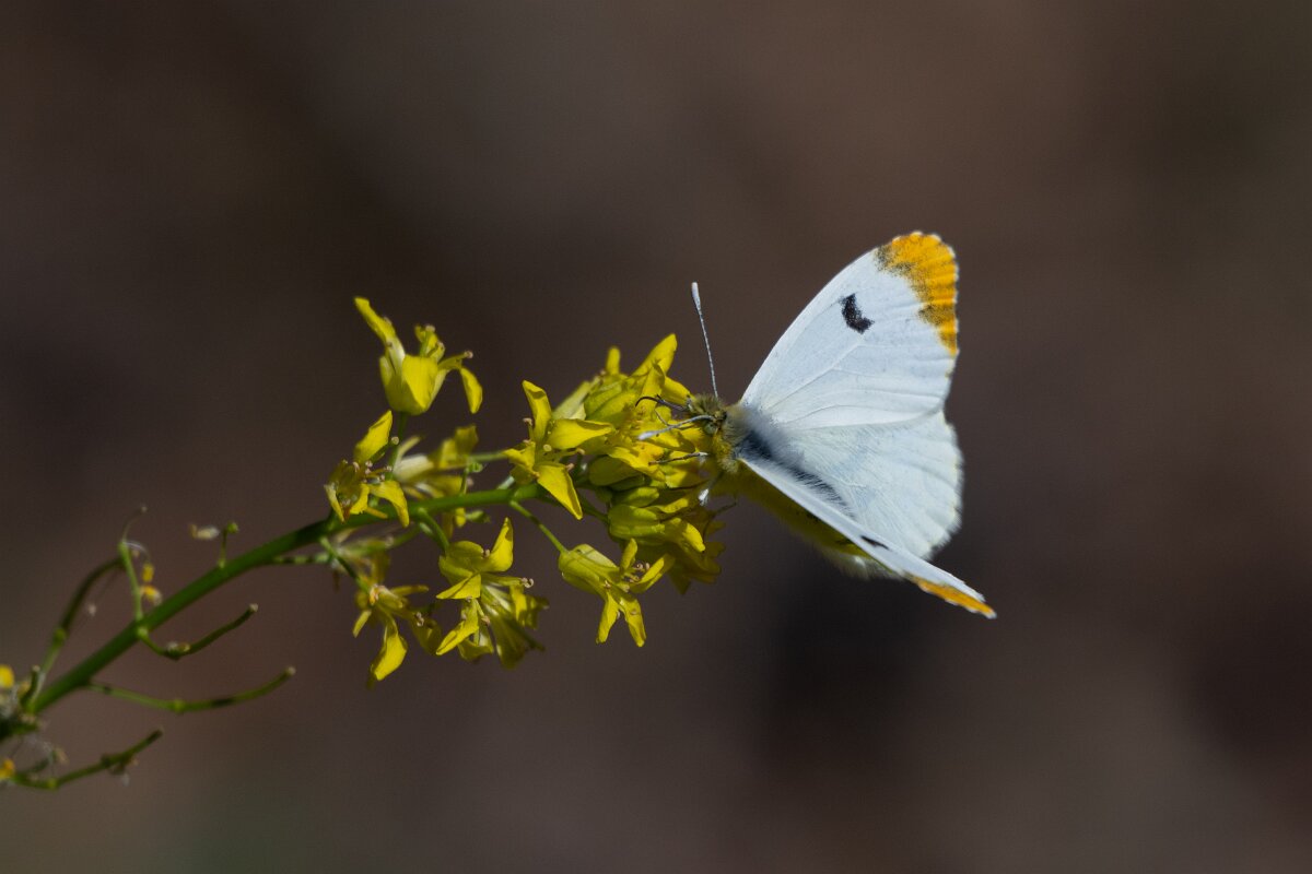 DPPhotography - Extremadura - Provence orange tip - F.jpg - Provence orange tip, Anthocharis euphenoides - Rio Tormes, Castilla y León