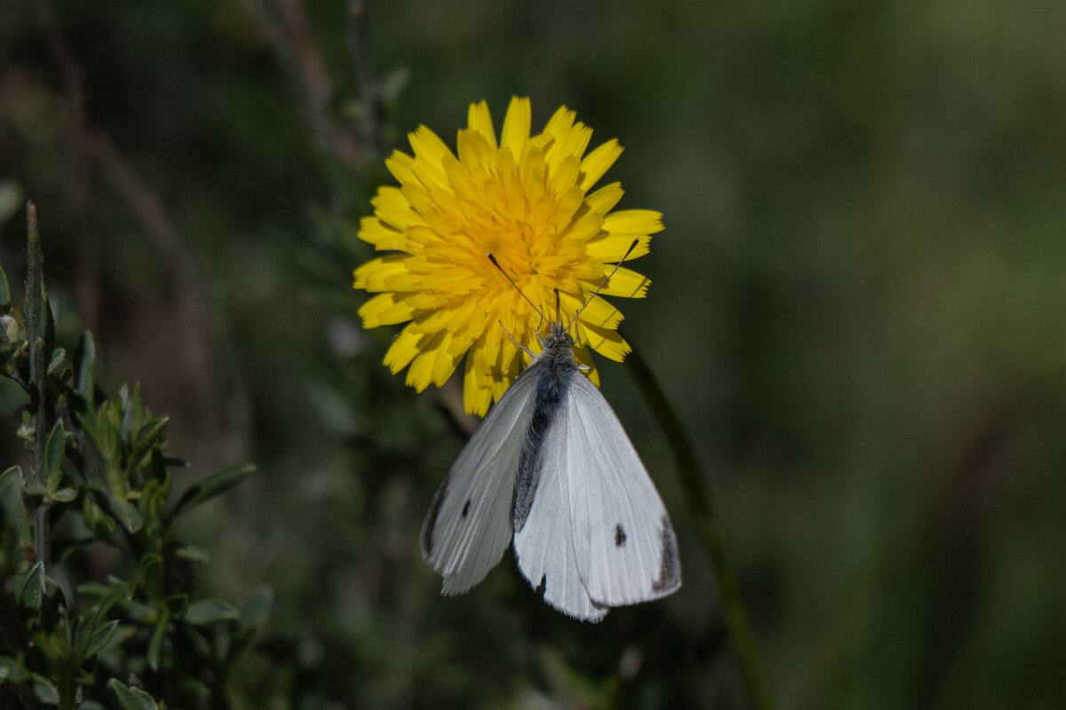 DPPhotography - Extremadura - Small white - A.jpg - Small white, Pieris rapae - Rio Tormes, Castilla y León