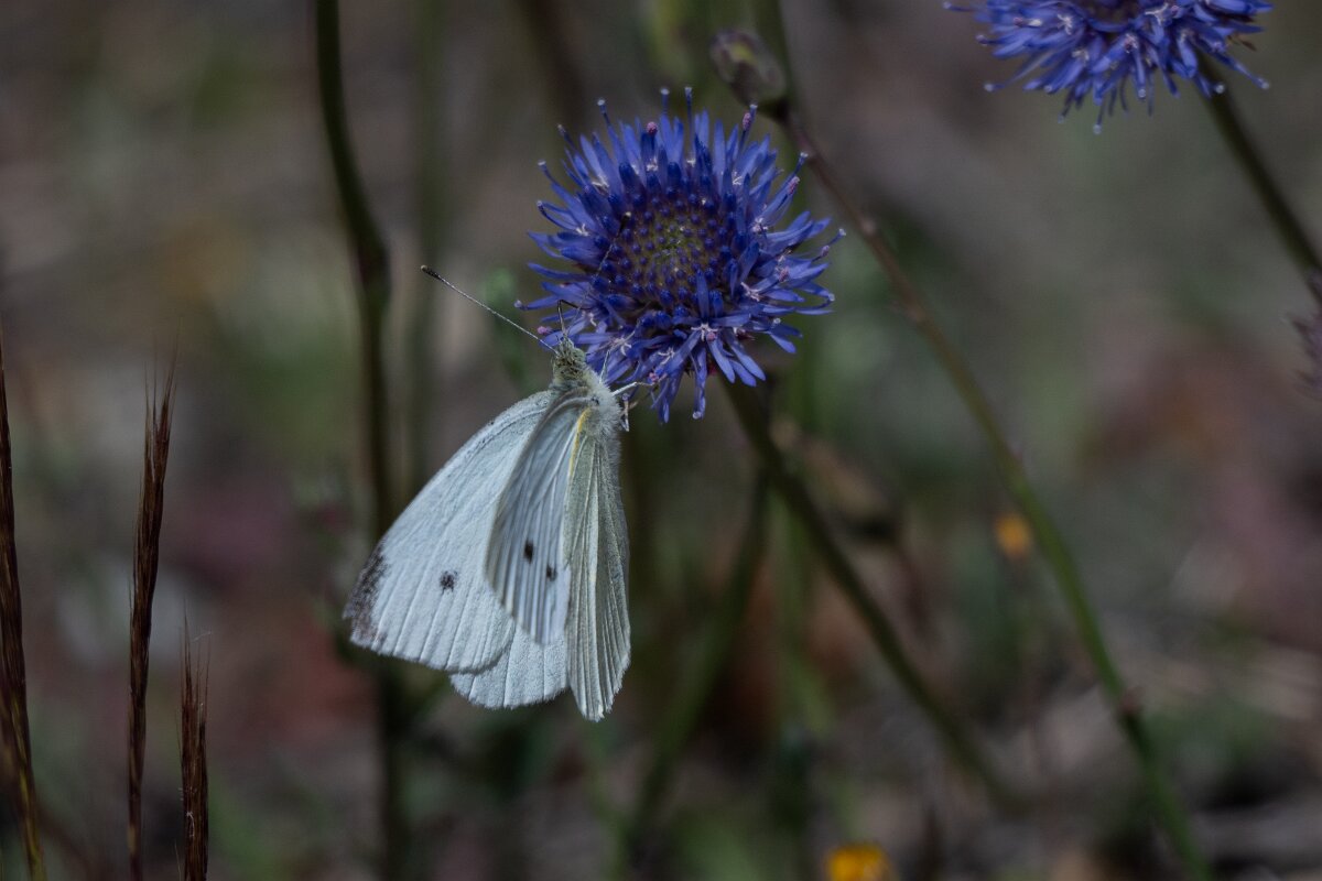 DPPhotography - Extremadura - Small white - C.jpg - Small white, Pieris rapae - Rio Tormes, Castilla y León